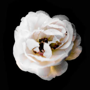 Meet your Posher, Nicholas